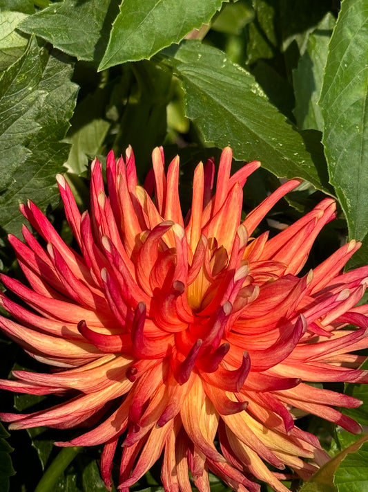 Mak’s Volkano Dahlia