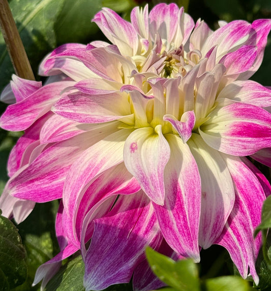 Pink Petticoat  Dahlia