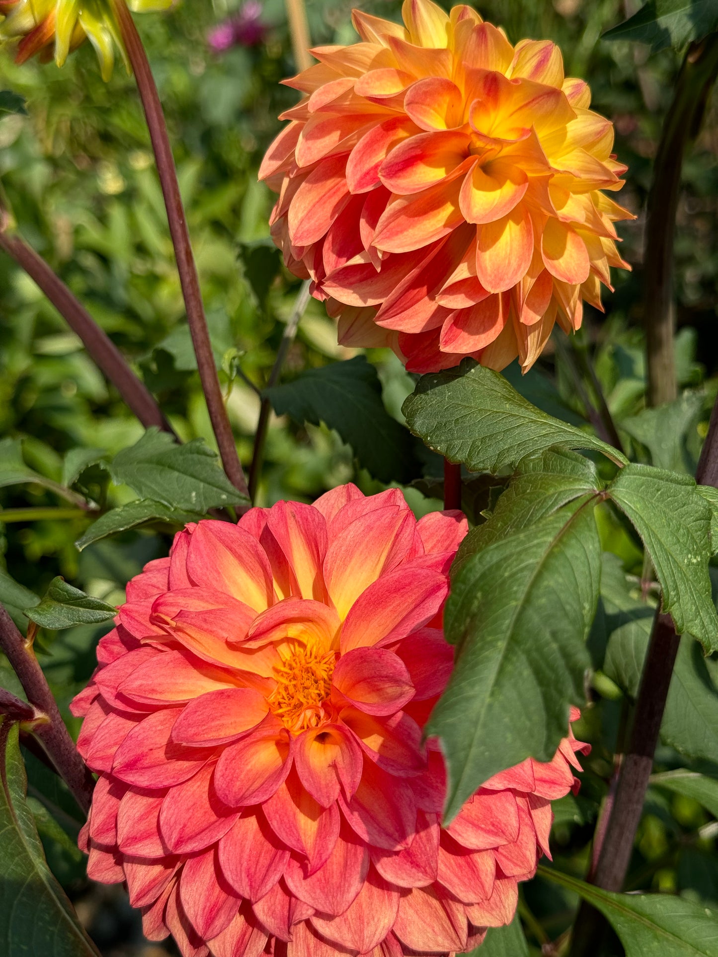 Bloomquist Spicy Dahlia