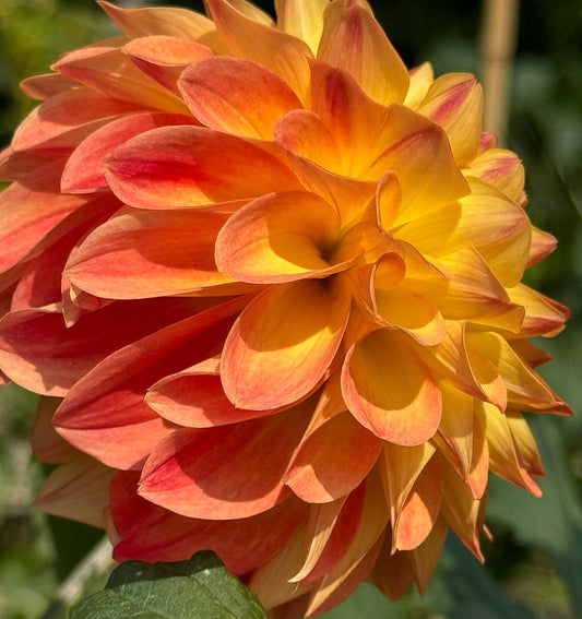 Bloomquist Spicy Dahlia