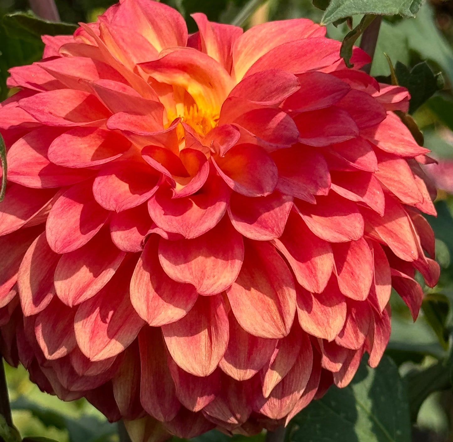 Bloomquist Spicy Dahlia