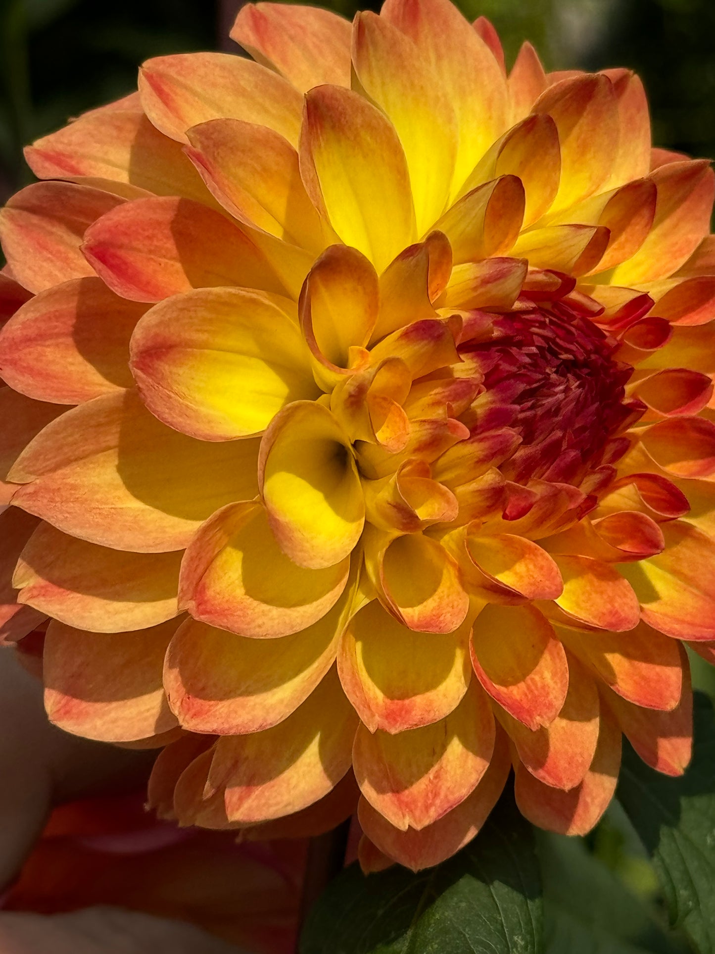 Bloomquist Spicy Dahlia