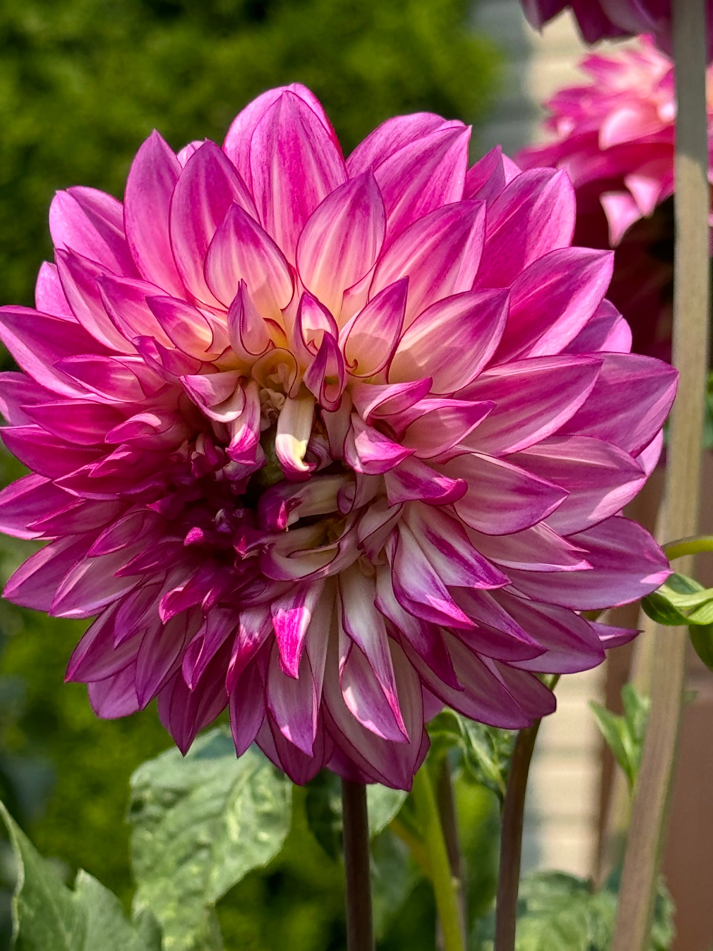 Tahoma Lizzie Dahlia