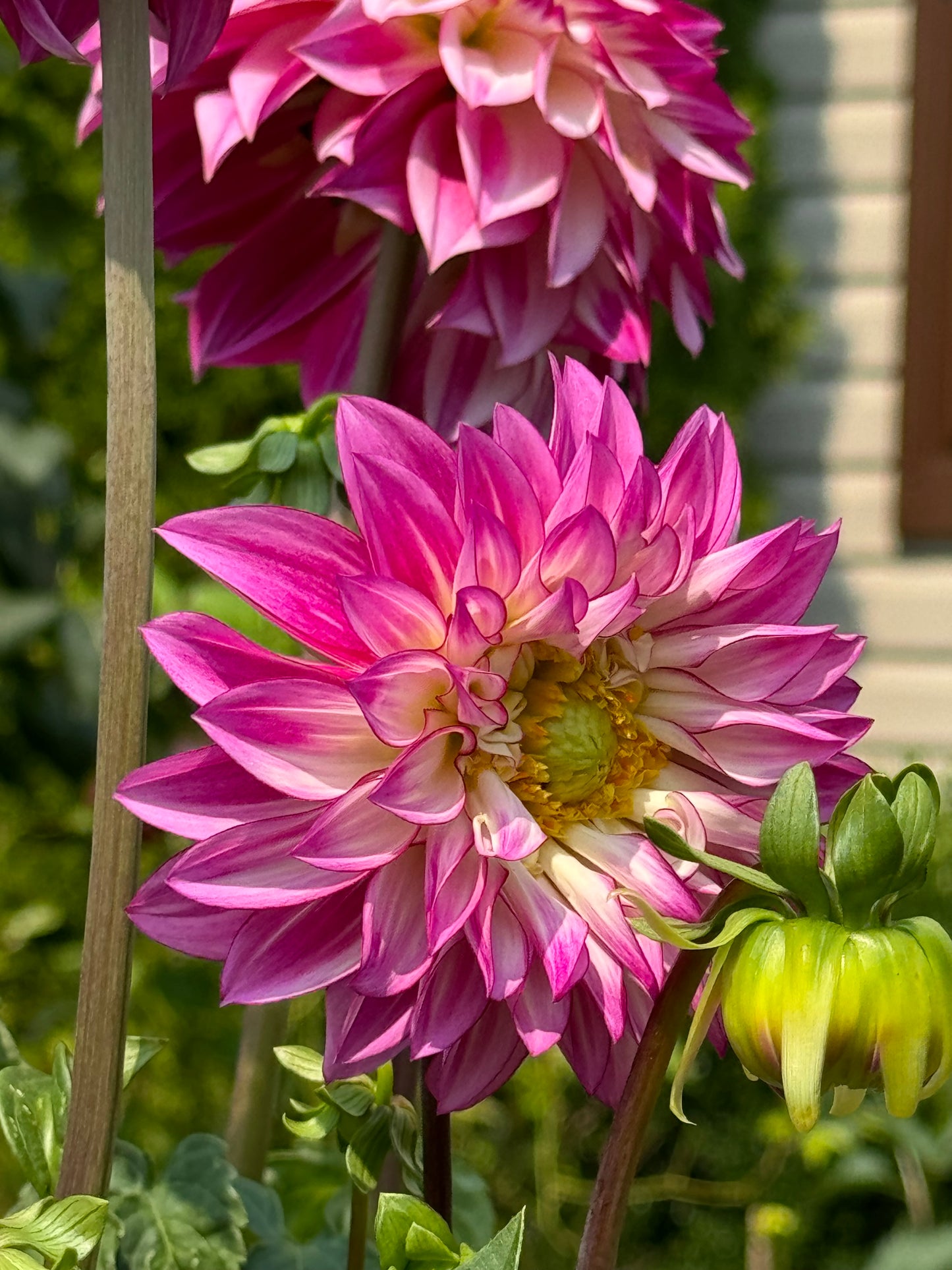 Tahoma Lizzie Dahlia