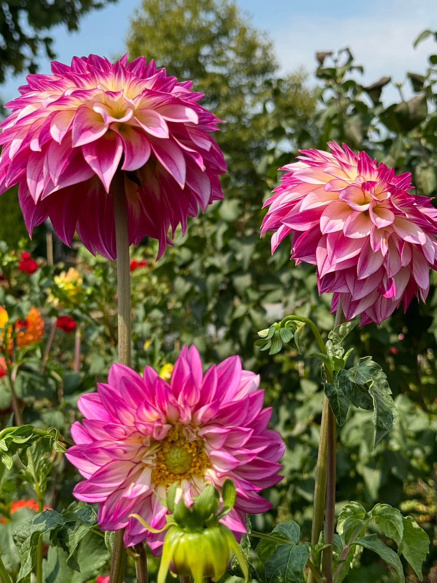 Tahoma Lizzie Dahlia