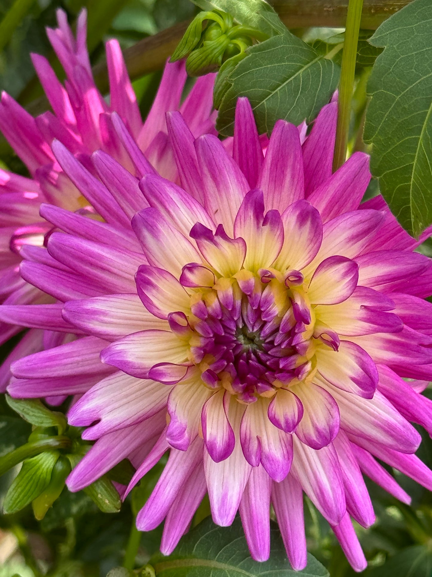 Bloomquist Be Still Dahlia