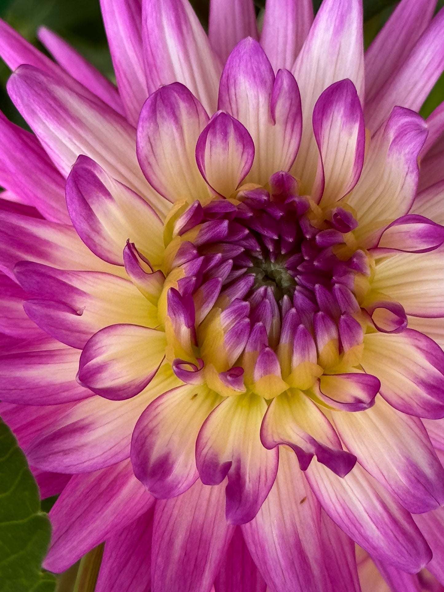 Bloomquist Be Still Dahlia