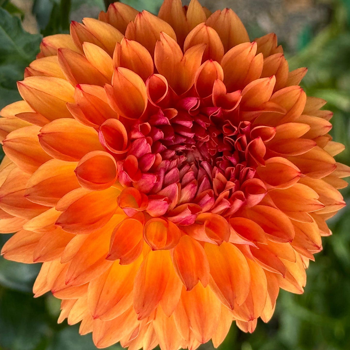 Les Tahoma Dahlia