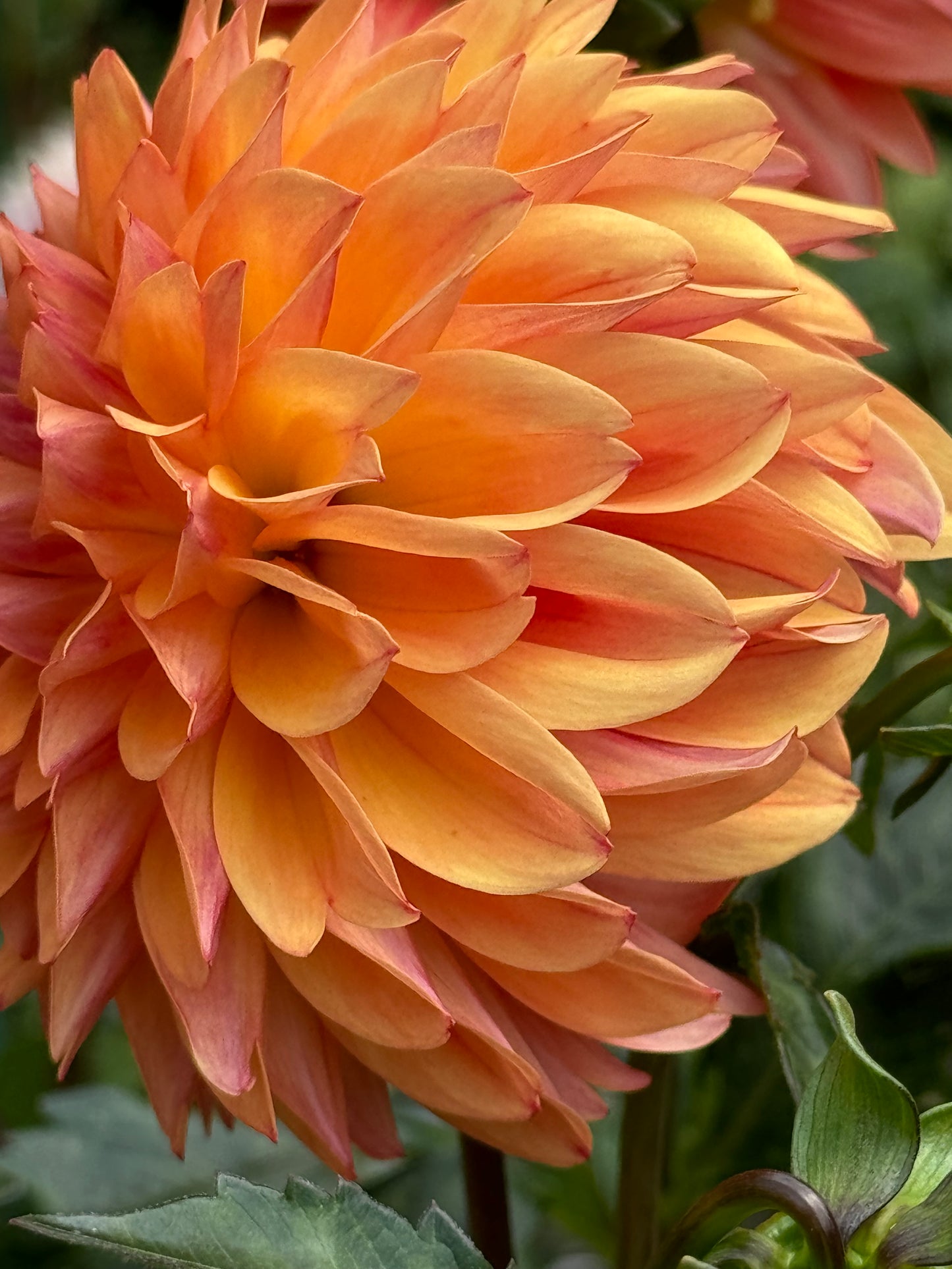 Les Tahoma Dahlia