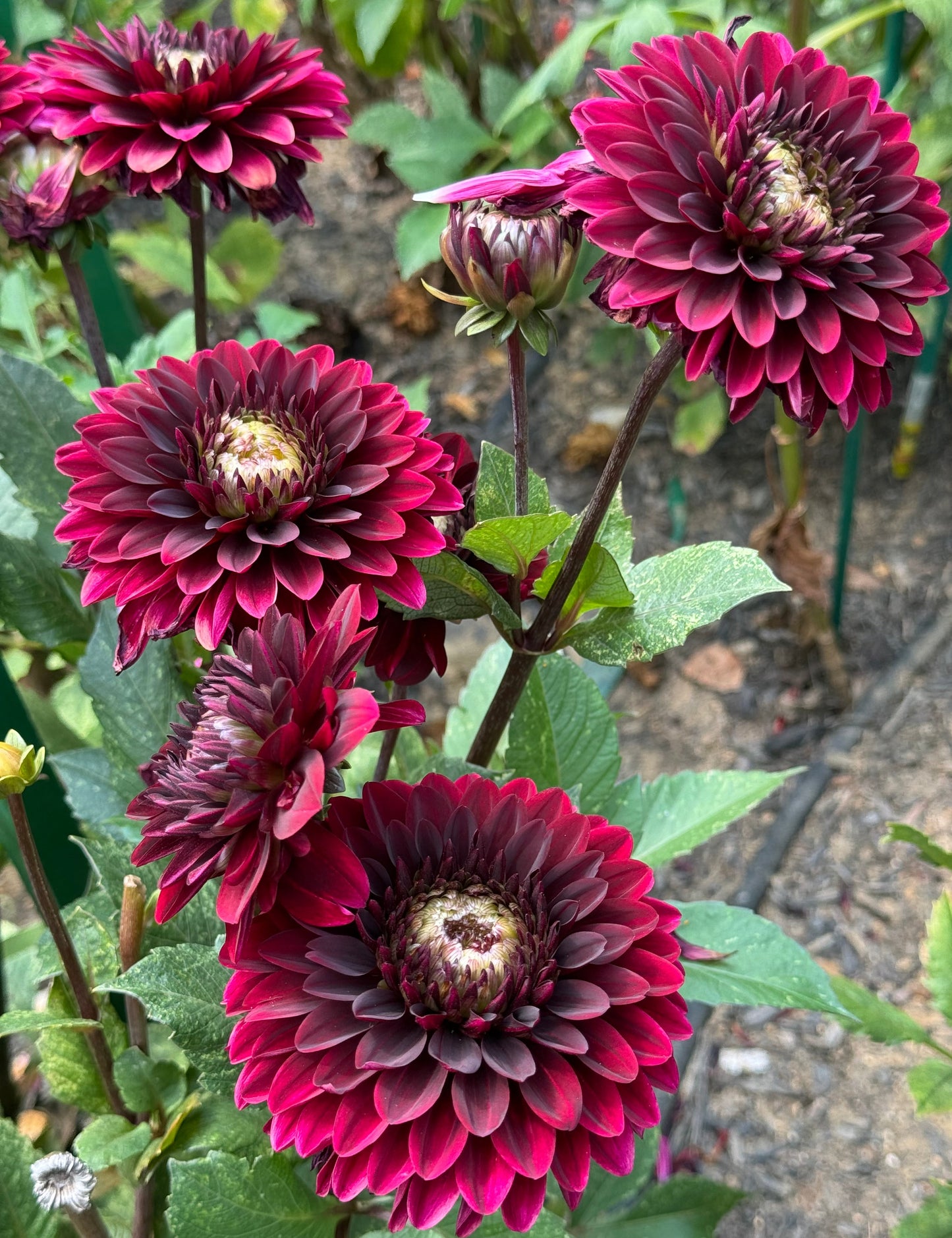 Dark Destiny Dahlia