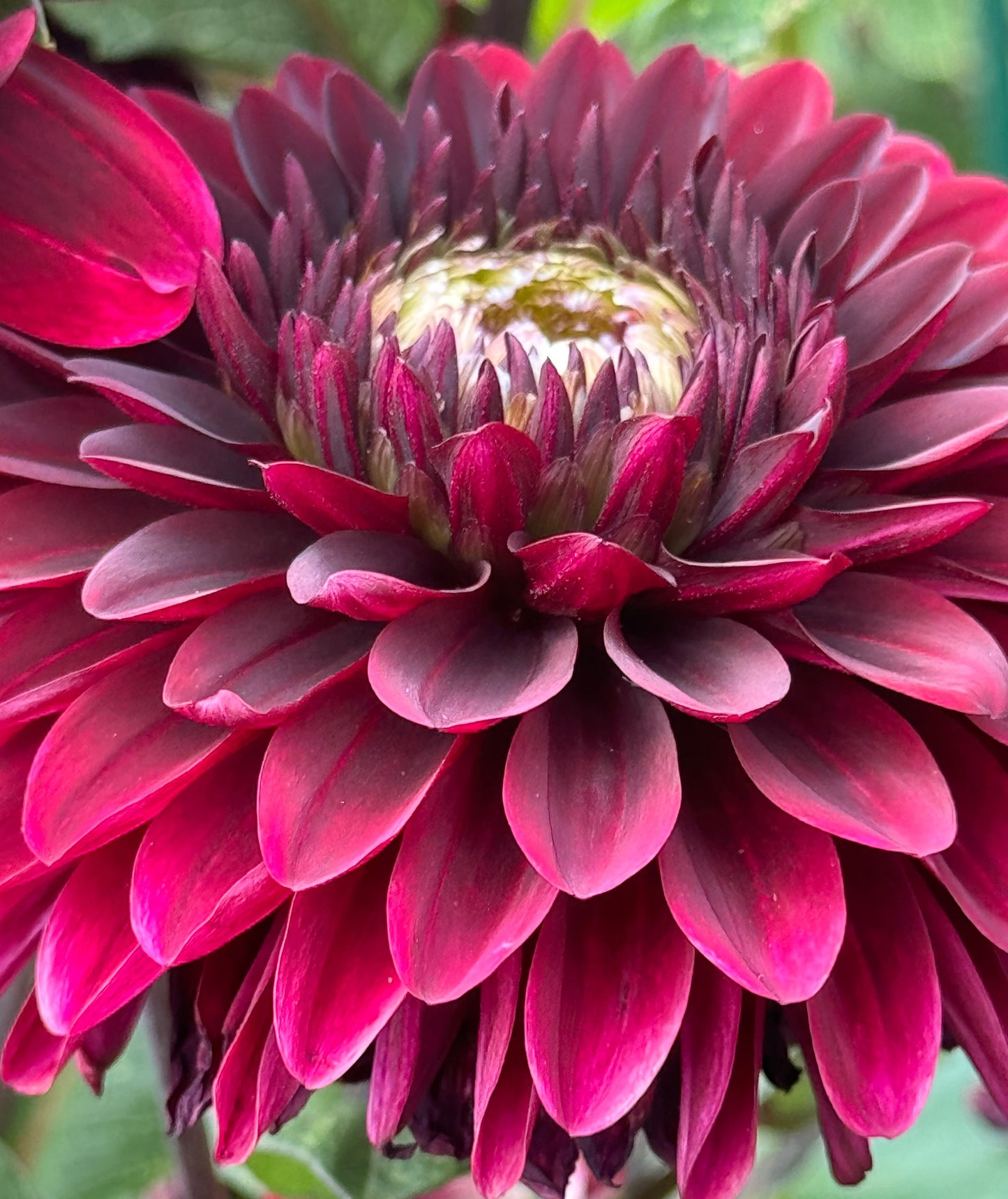 Dark Destiny Dahlia