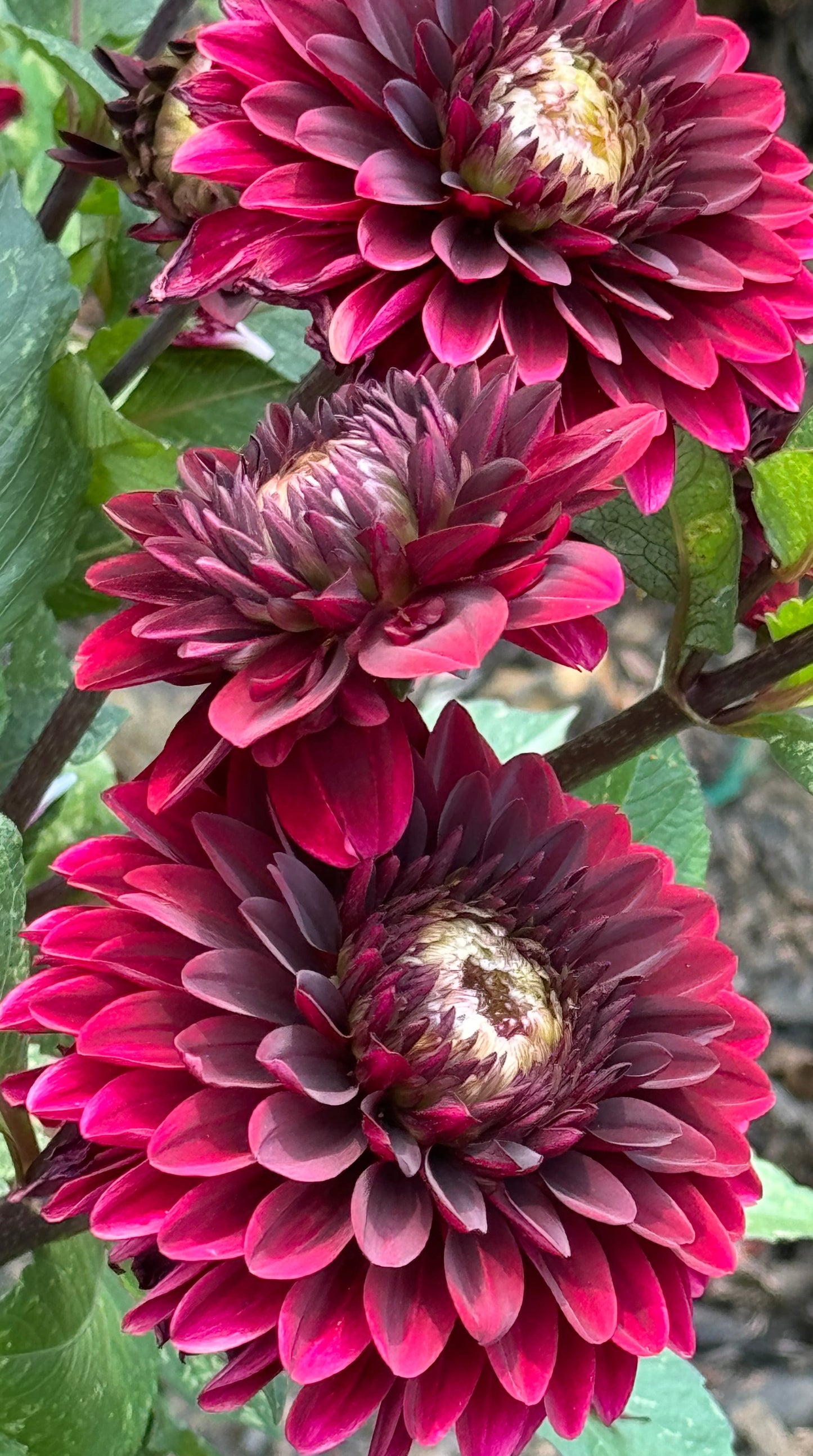 Dark Destiny Dahlia