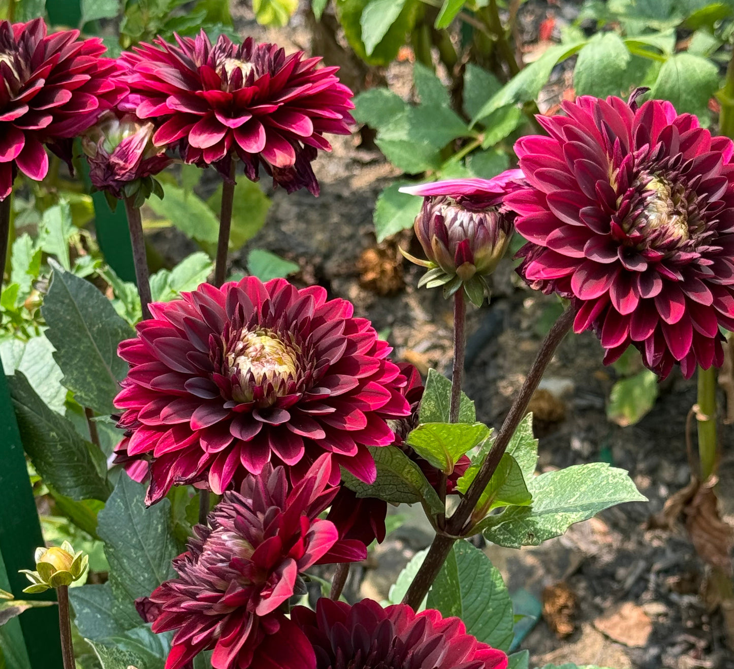 Dark Destiny Dahlia