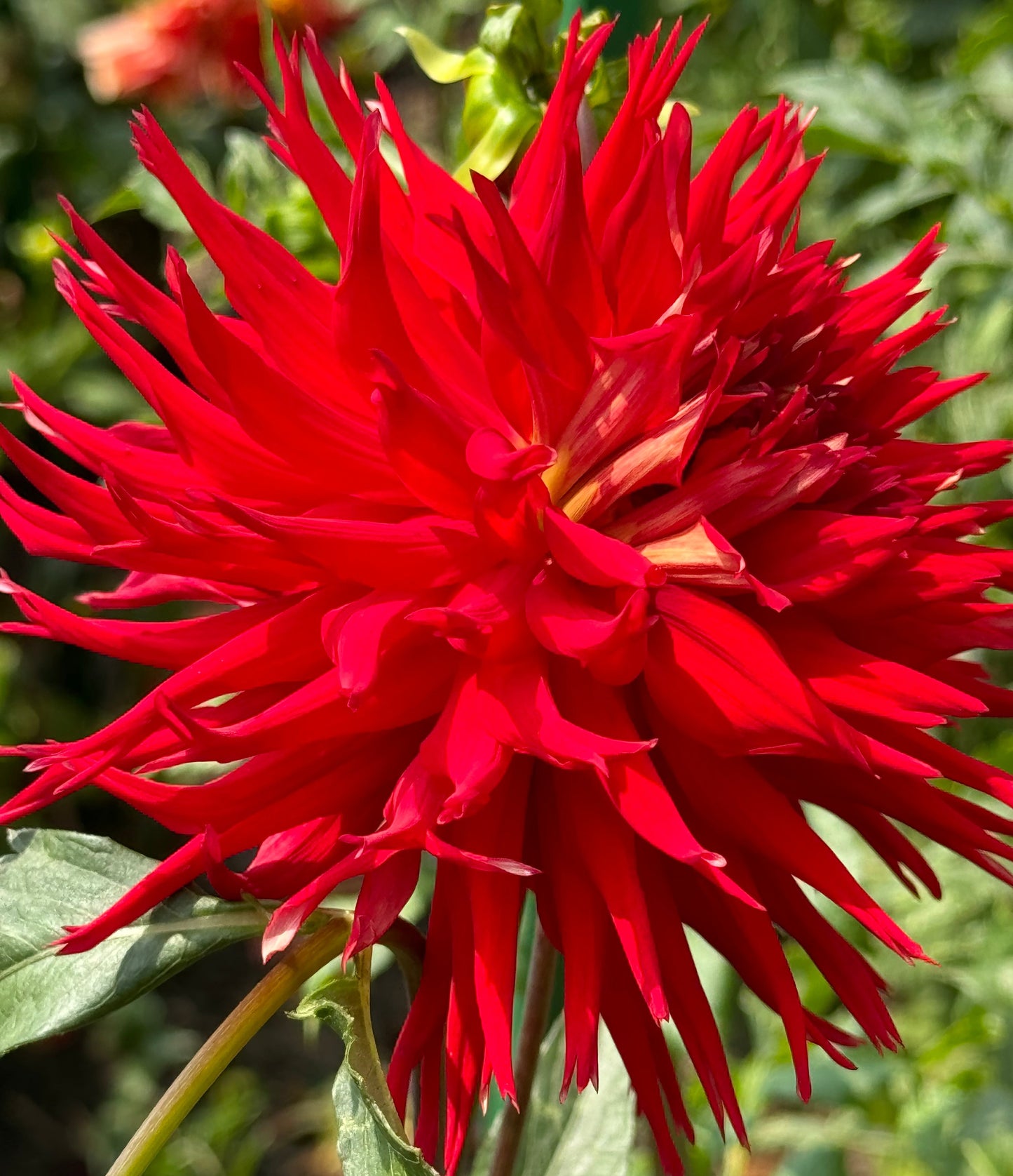 Charlie Boy Dahlia