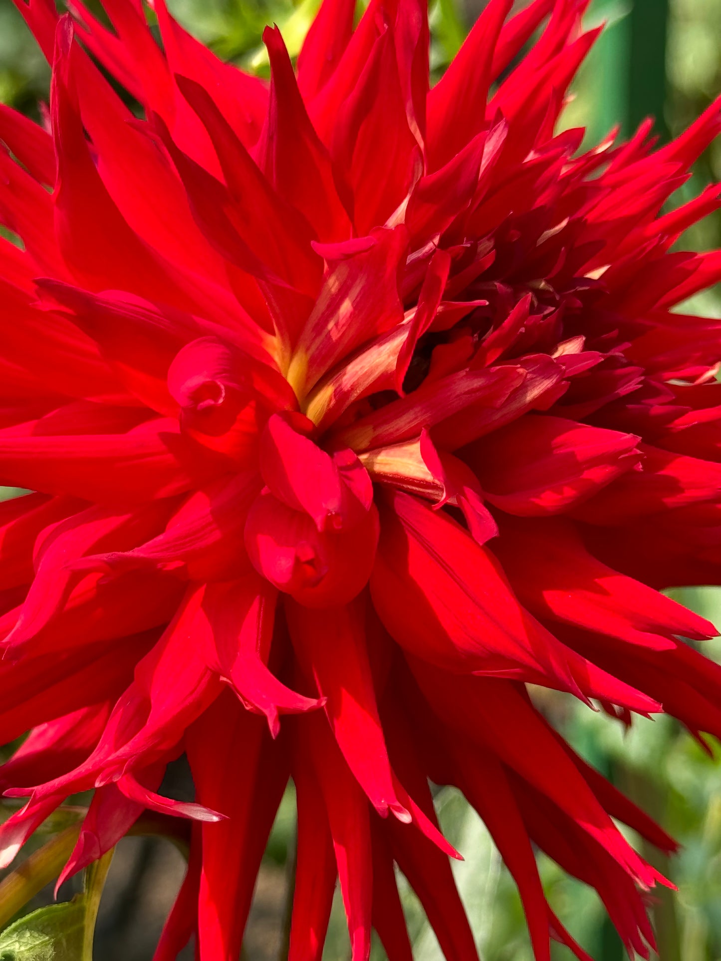 Charlie Boy Dahlia