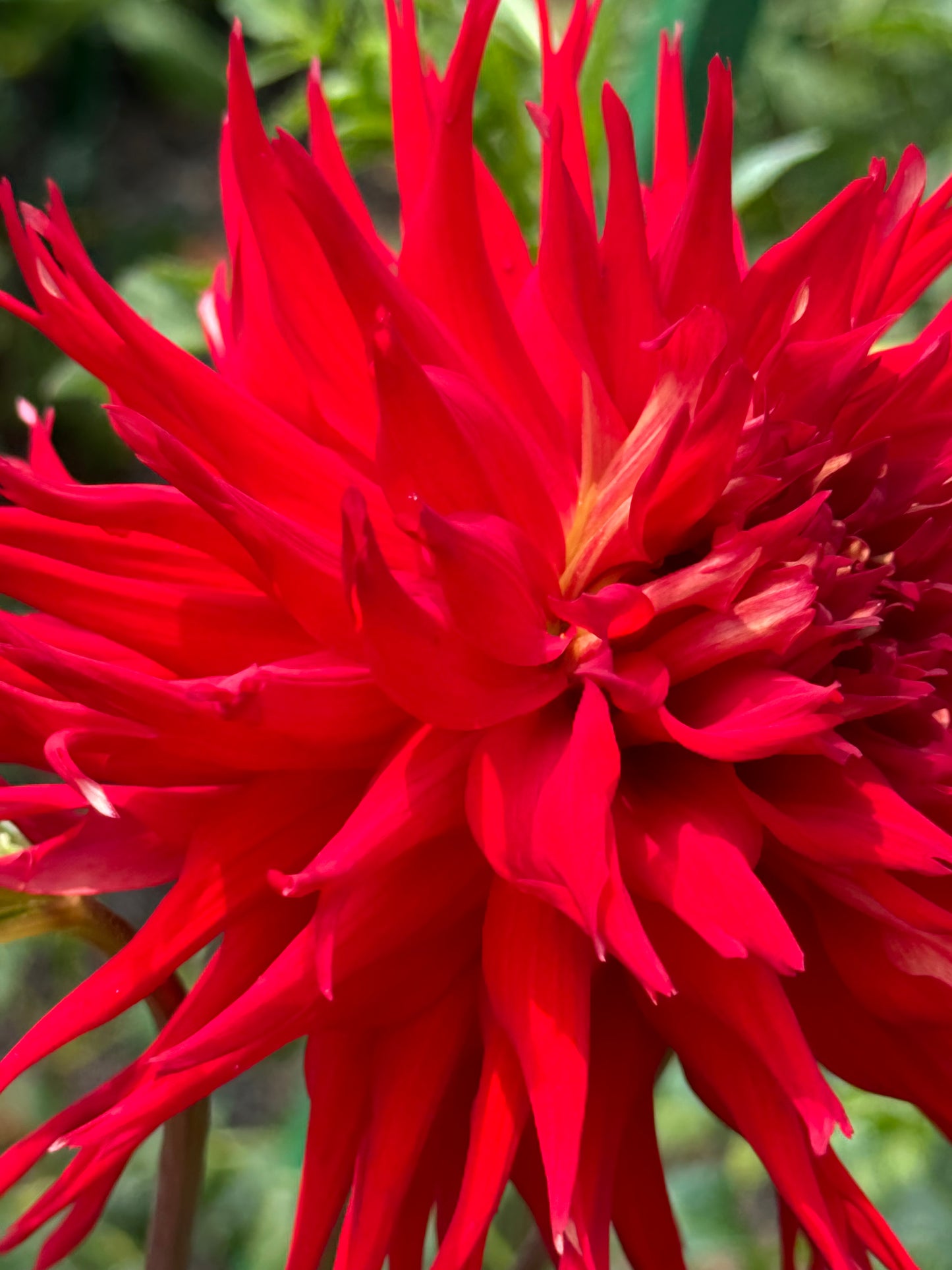 Charlie Boy Dahlia