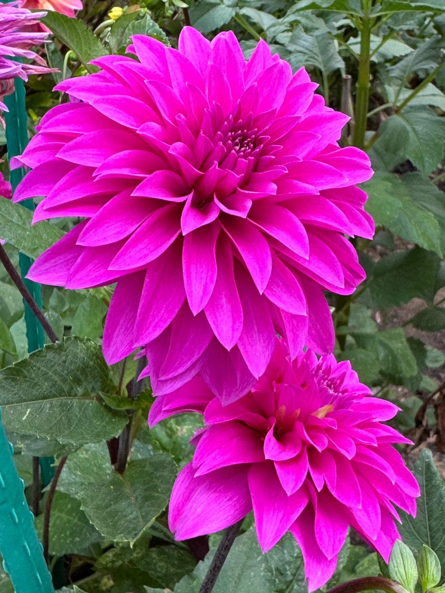 Bloomquist Beyond Dahlia