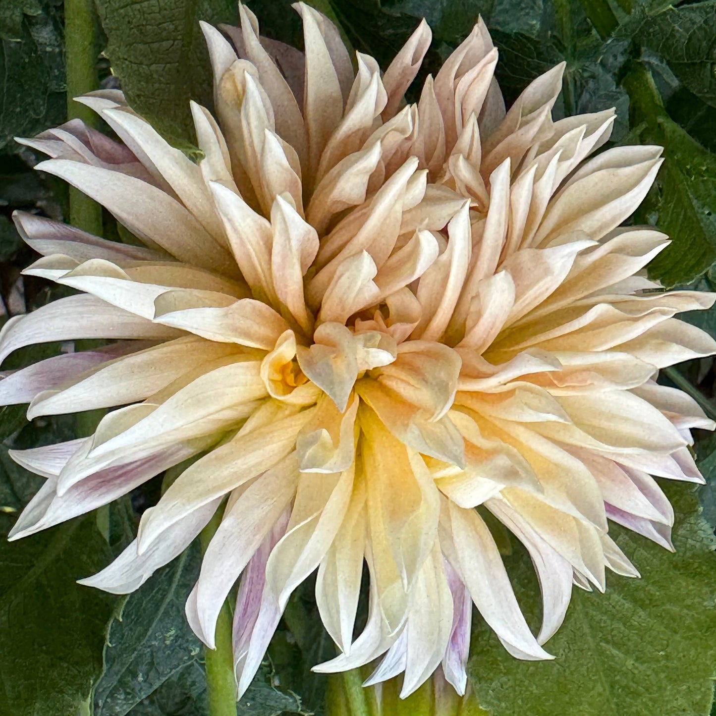 Cafe De Paris Dahlia