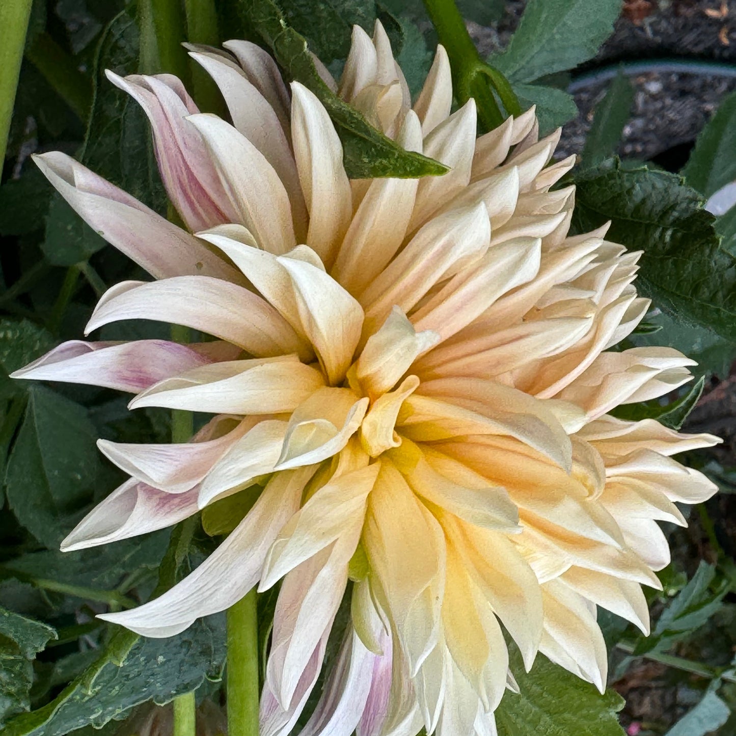 Cafe De Paris Dahlia