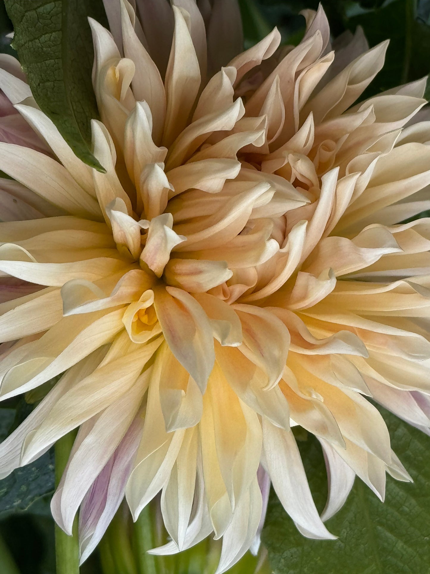 Cafe De Paris Dahlia