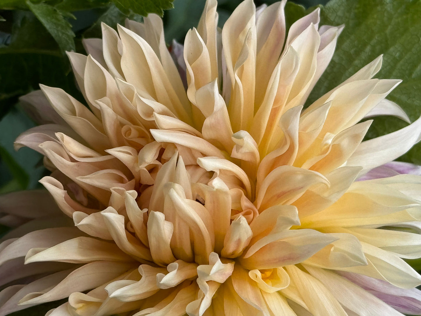 Cafe De Paris Dahlia