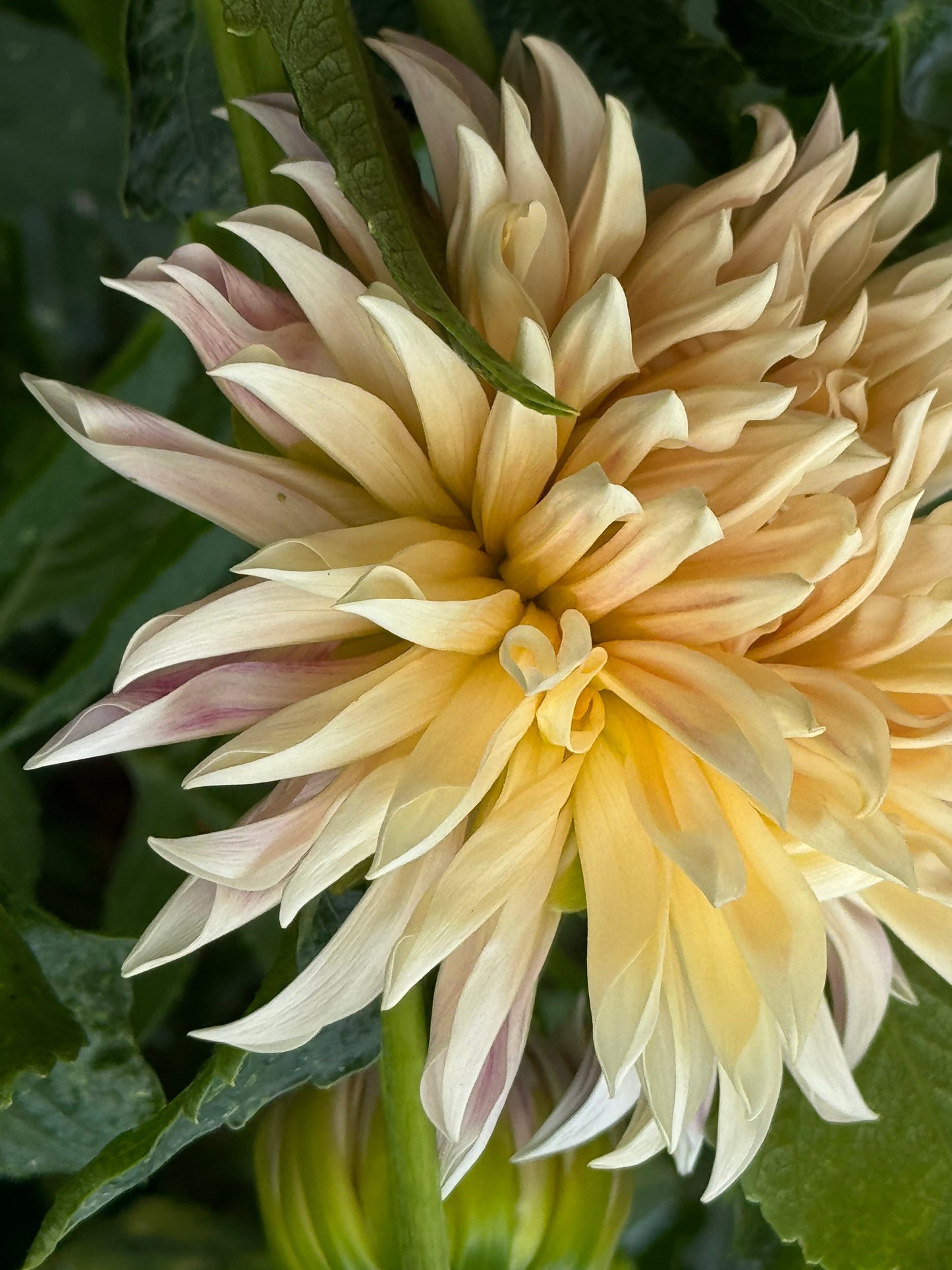 Cafe De Paris Dahlia