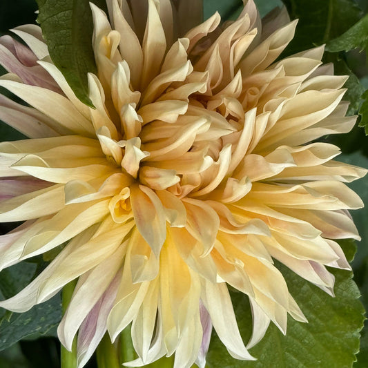 Cafe De Paris Dahlia