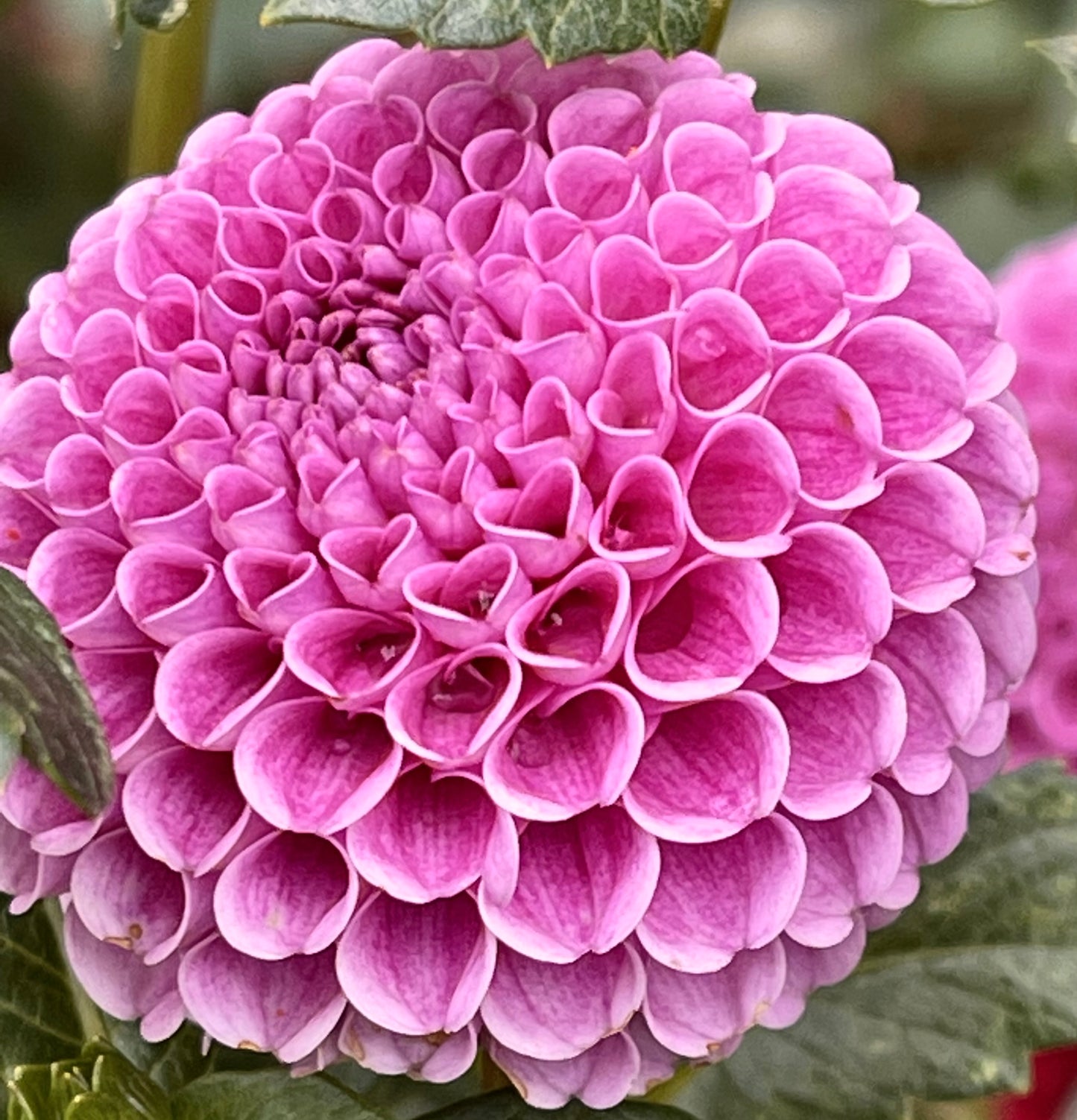 Ko Ko Puff Dahlia