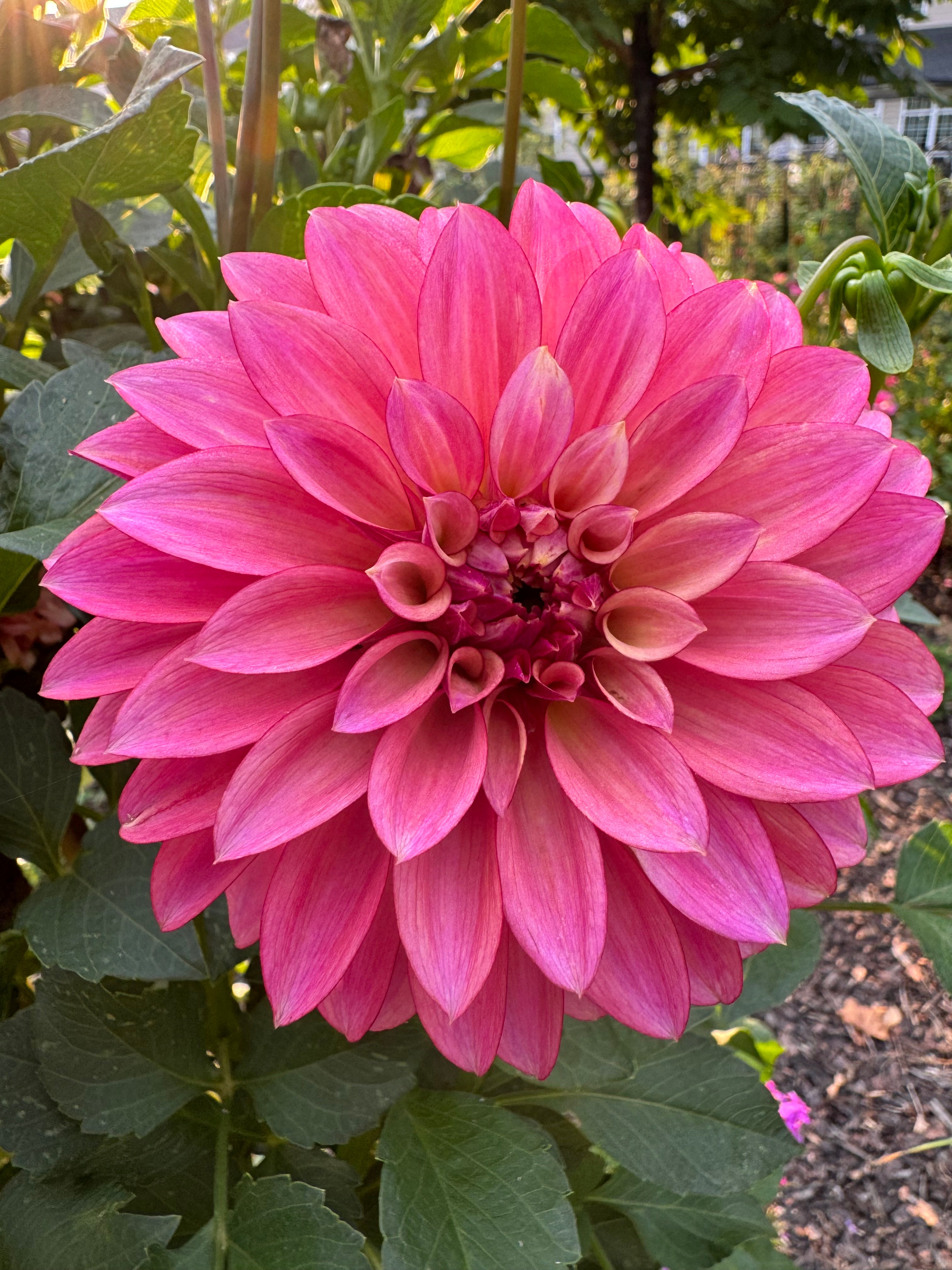 Stillwater Becky Dahlia – Draginas Flowers LLC