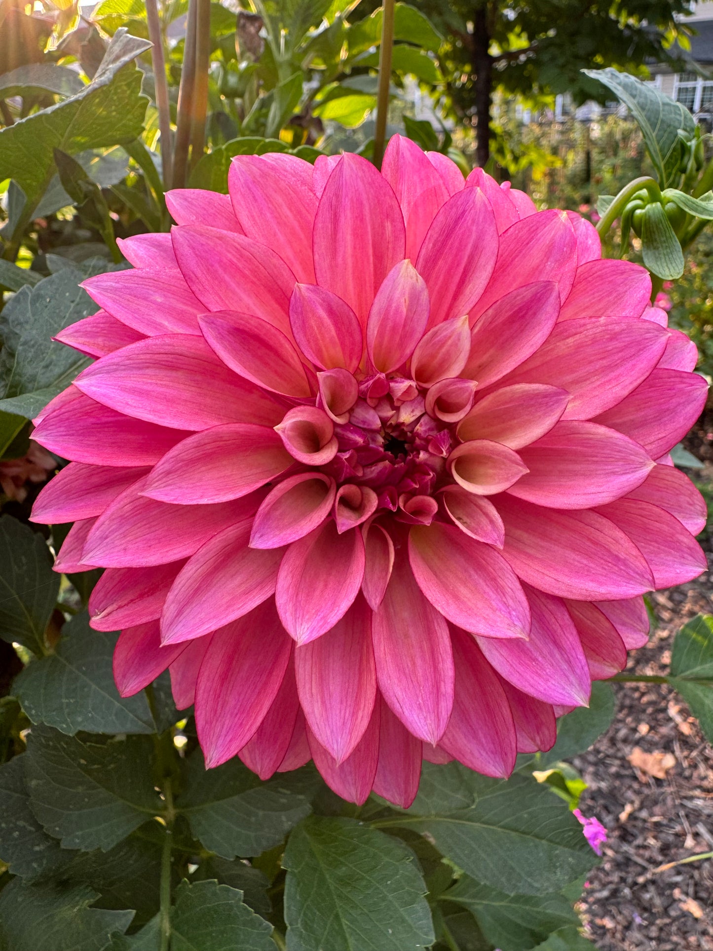 Stillwater Becky Dahlia