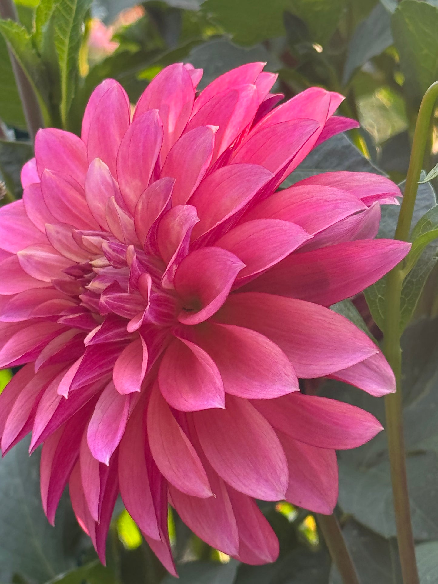 Stillwater Becky Dahlia