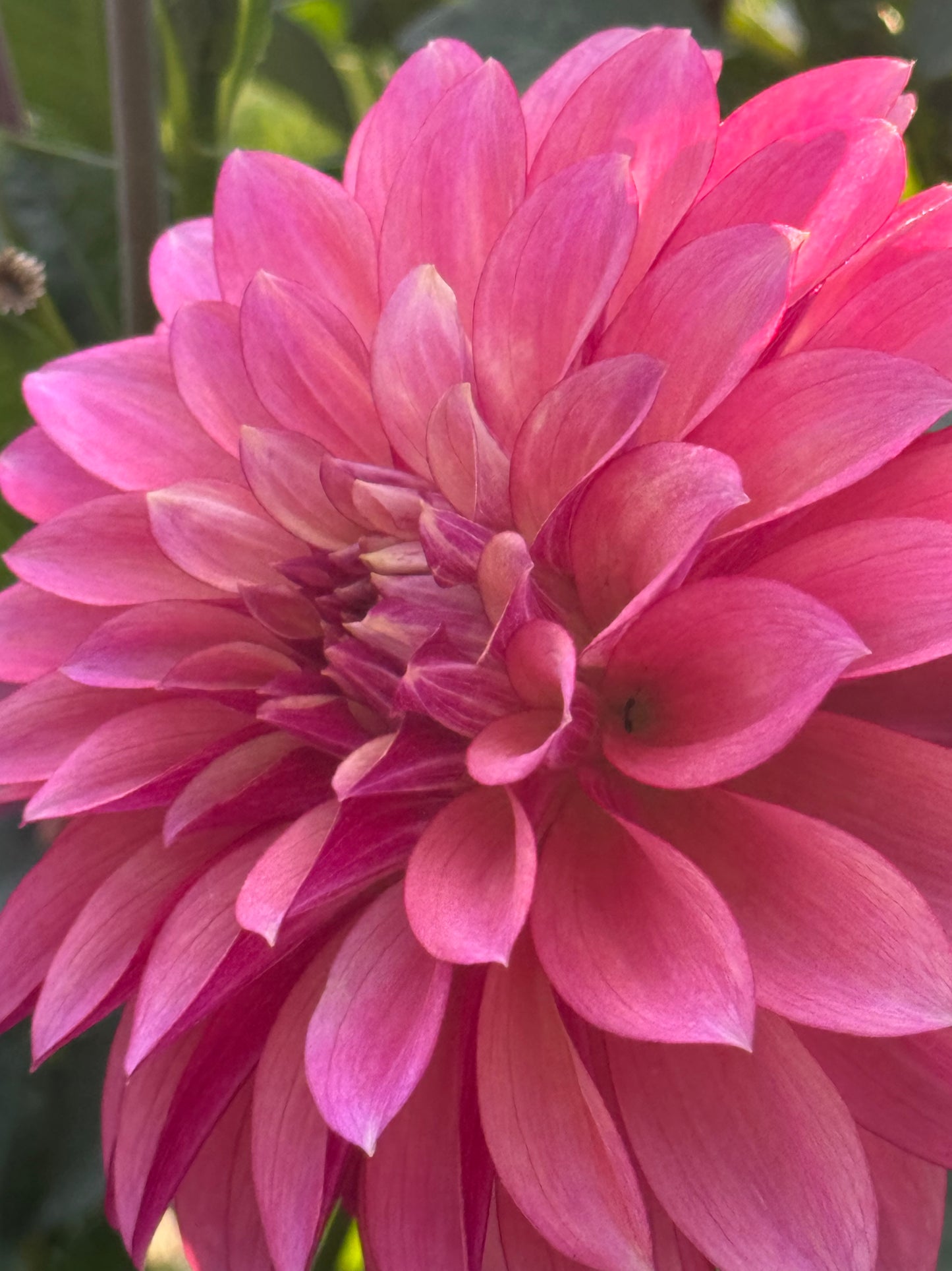 Stillwater Becky Dahlia