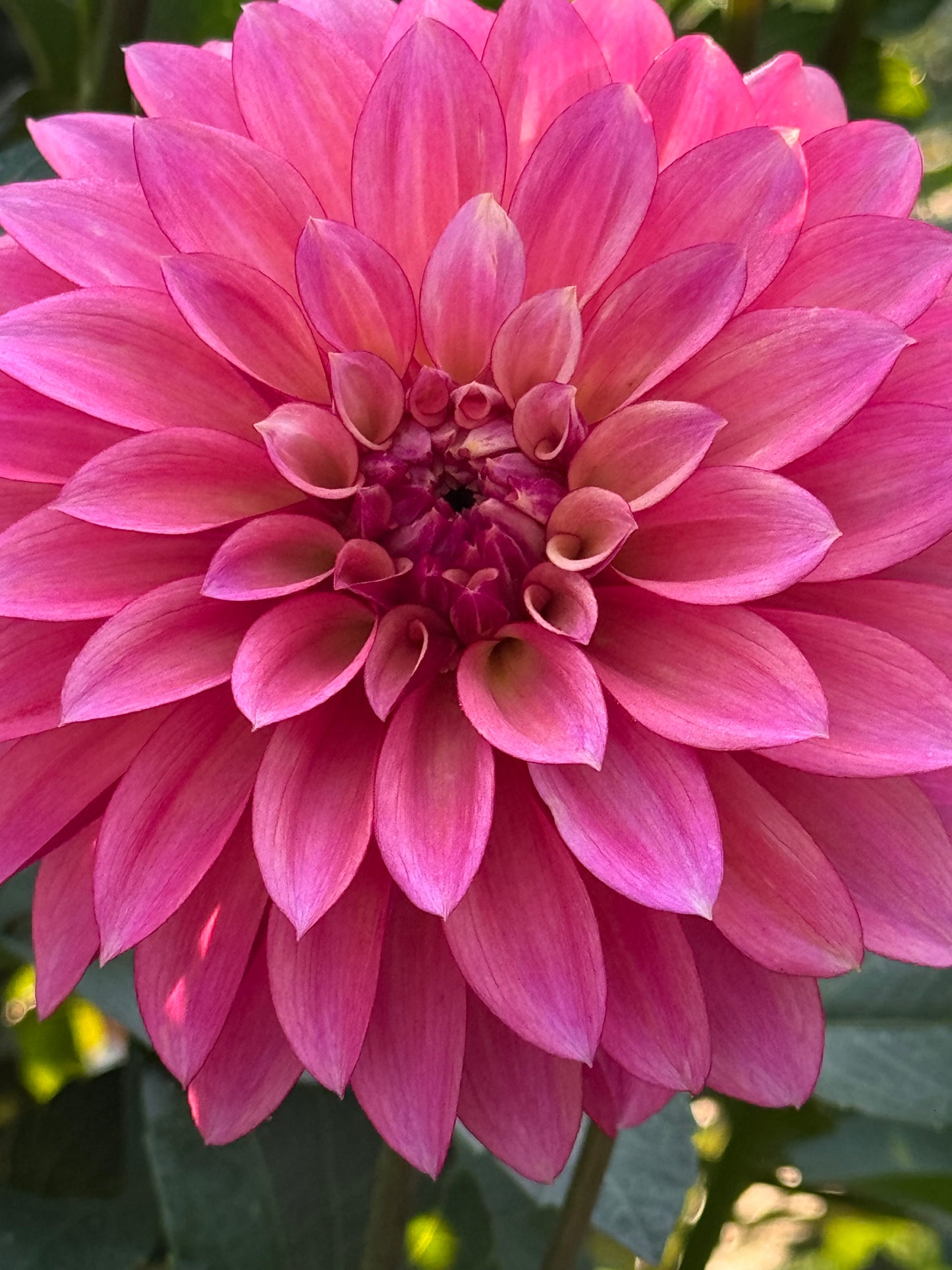 Stillwater Becky Dahlia