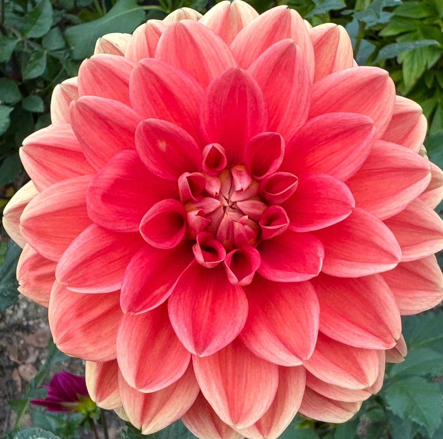 Teddy Dahlia