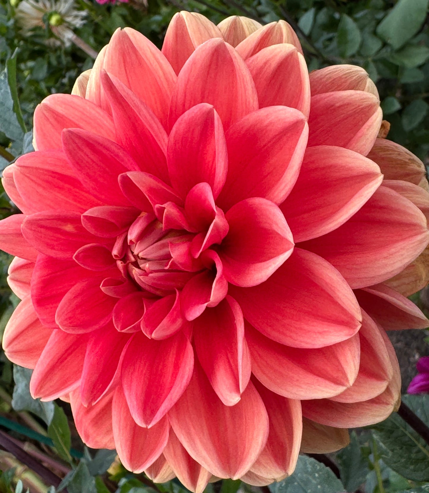 Teddy Dahlia