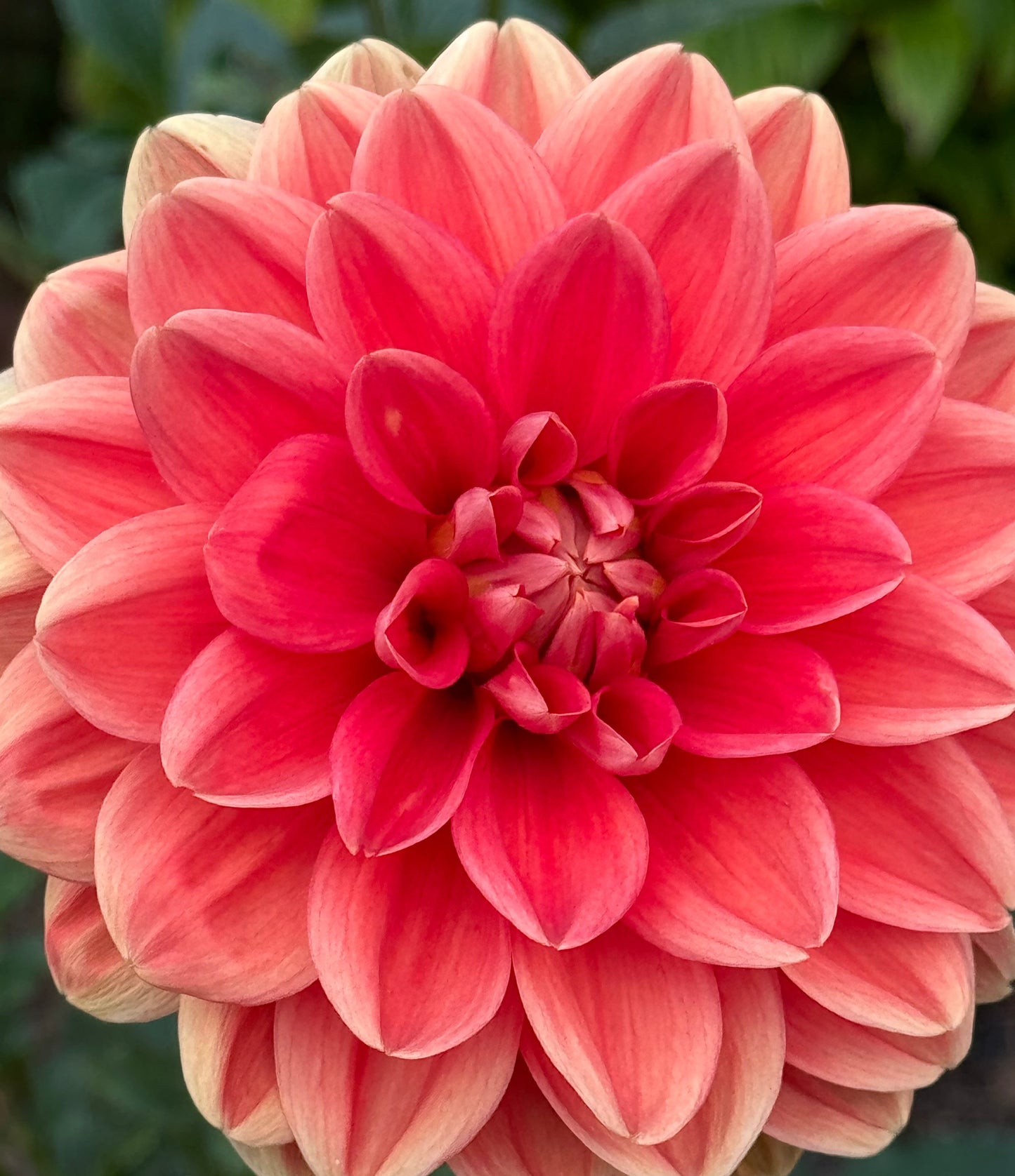 Teddy Dahlia