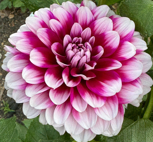 Anna F. Dahlia