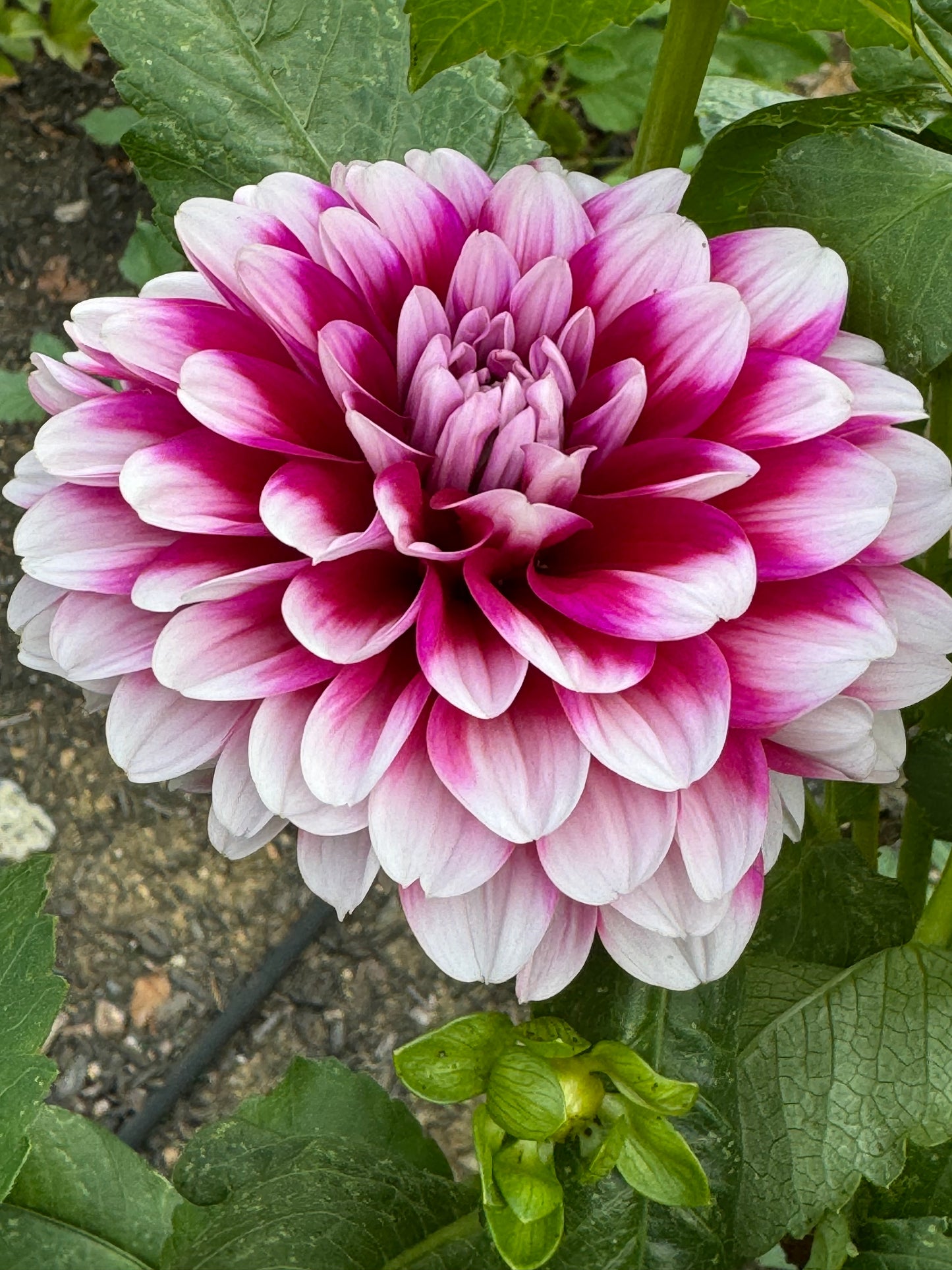 Anna F. Dahlia