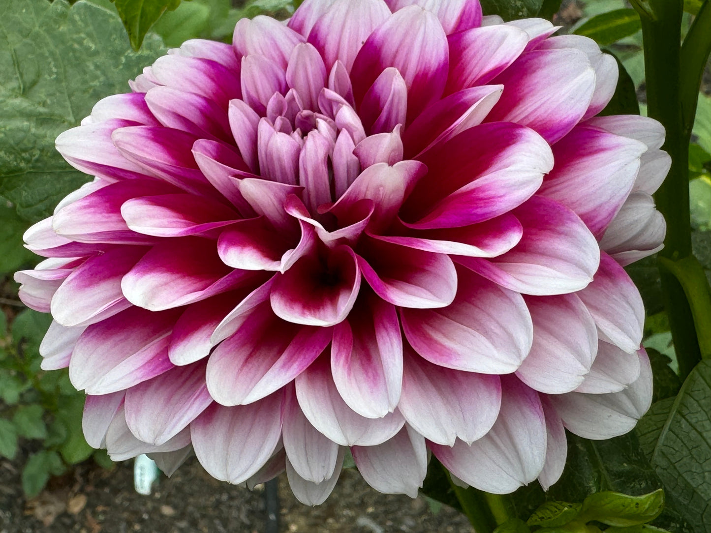 Anna F. Dahlia