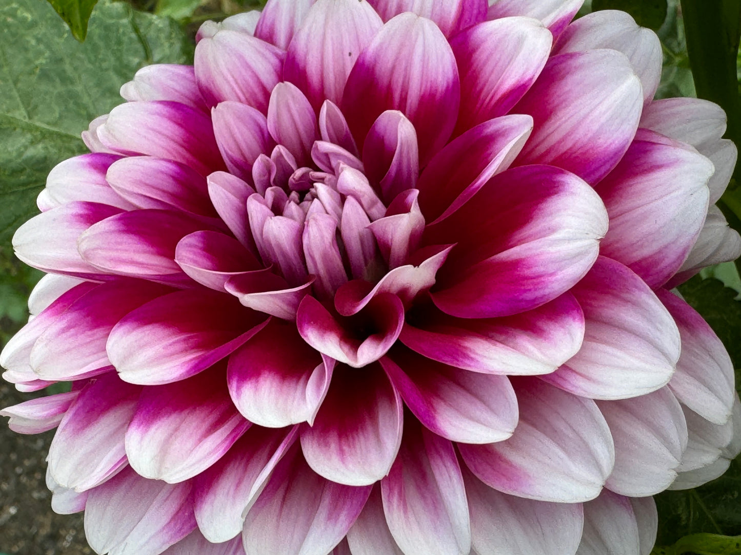 Anna F. Dahlia