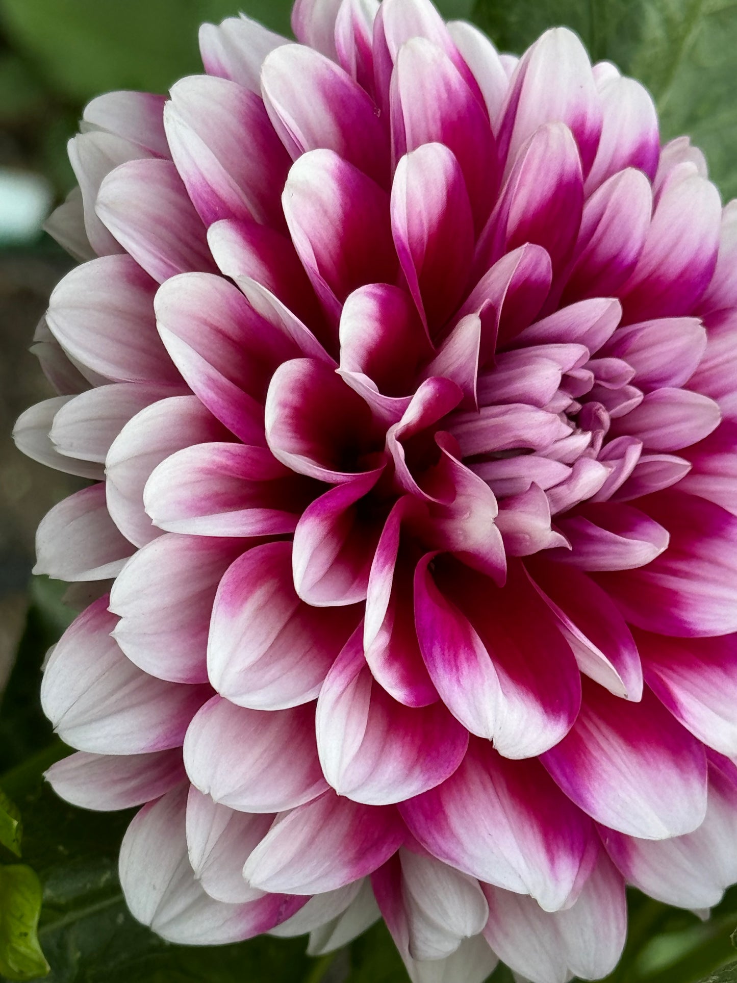 Anna F. Dahlia