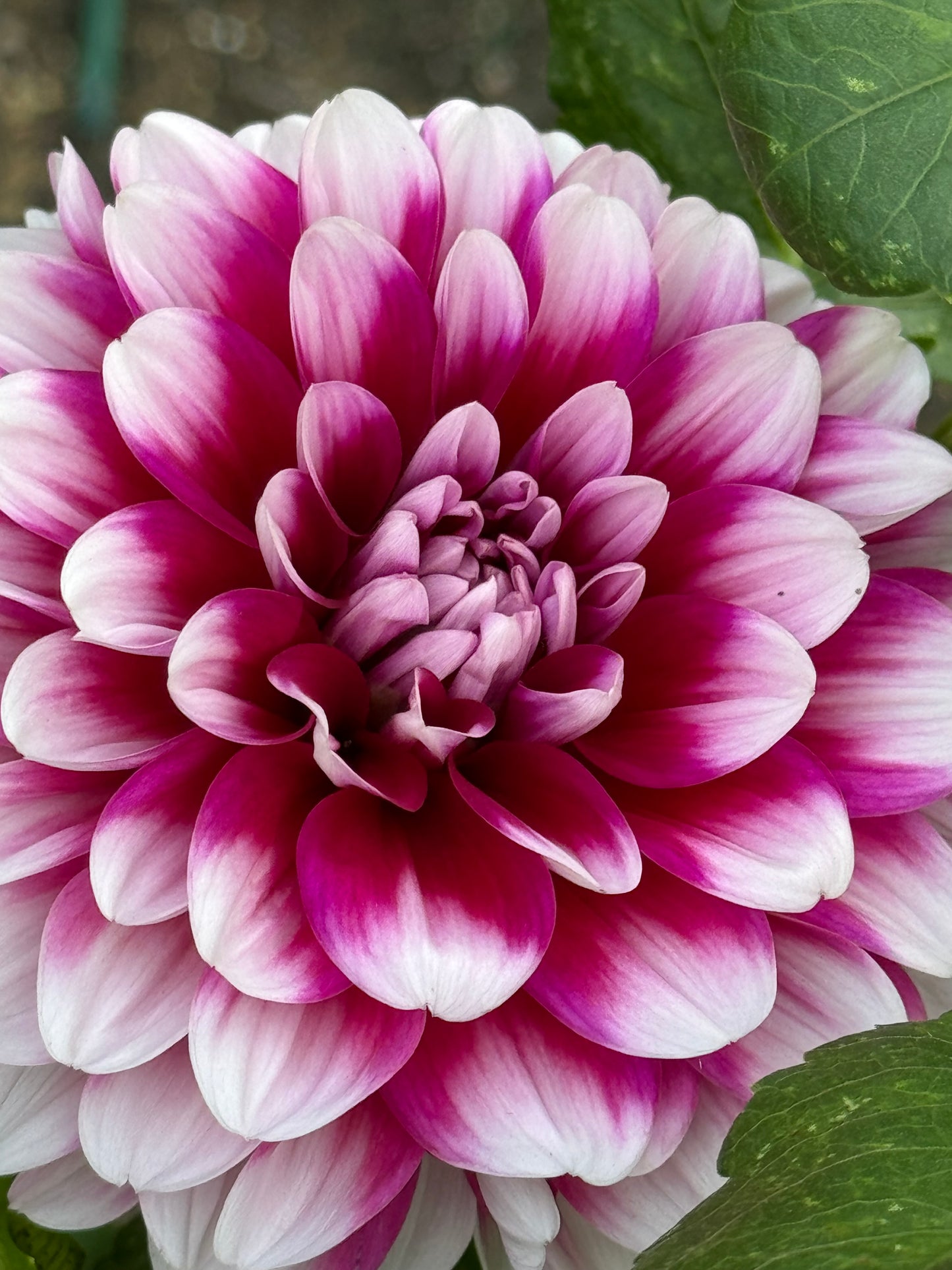 Anna F. Dahlia