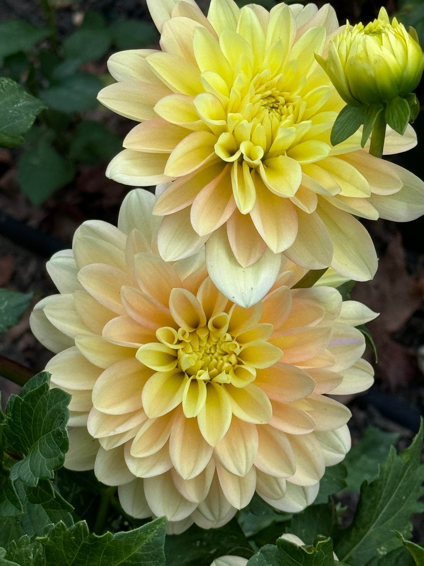 Day Dreamer Dahlia