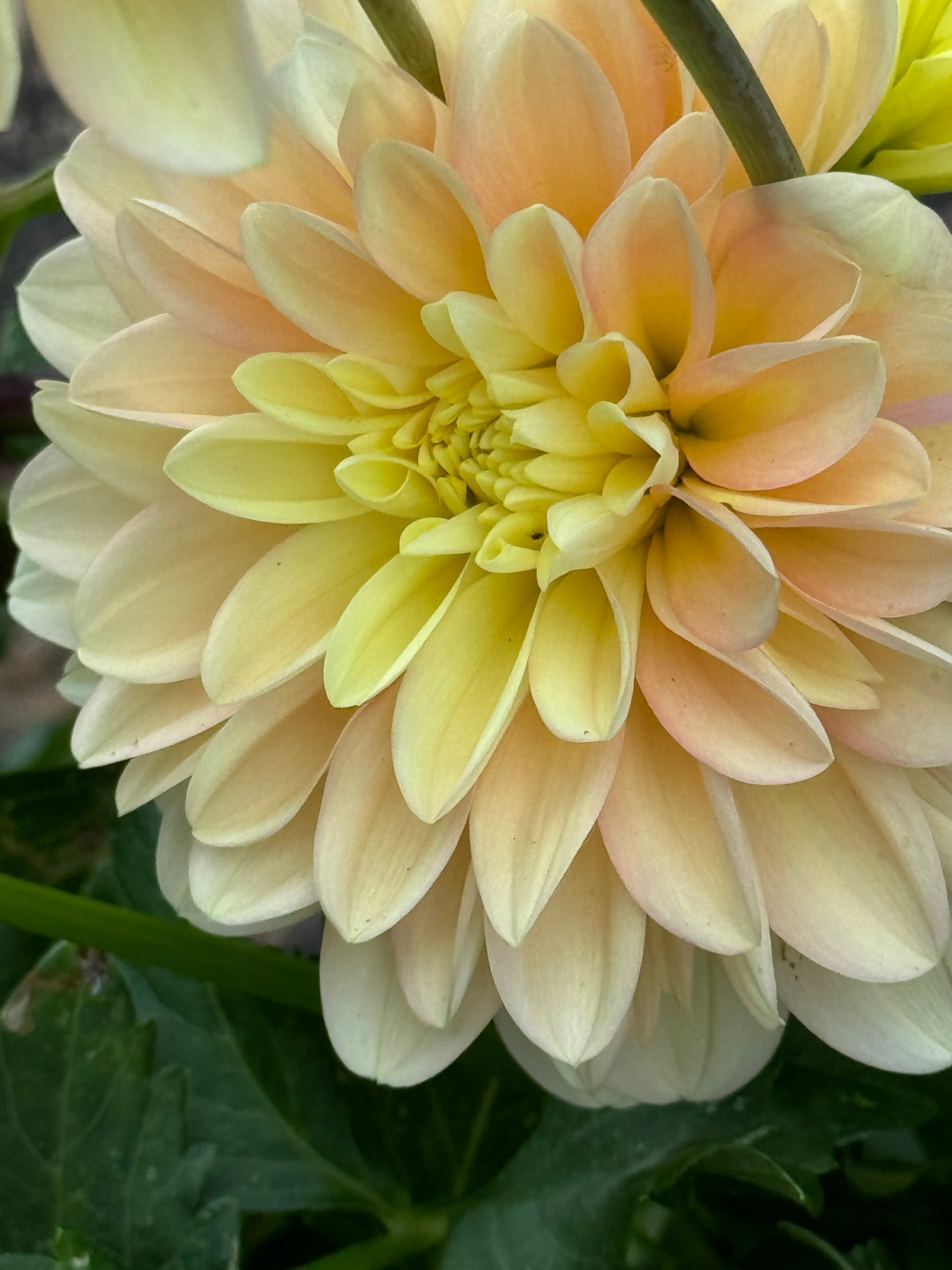 Day Dreamer Dahlia