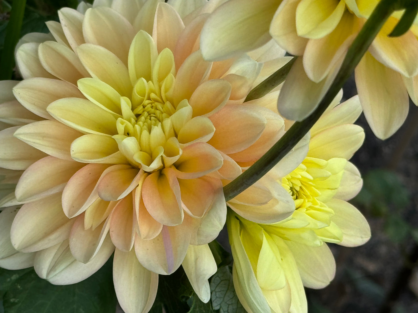 Day Dreamer Dahlia