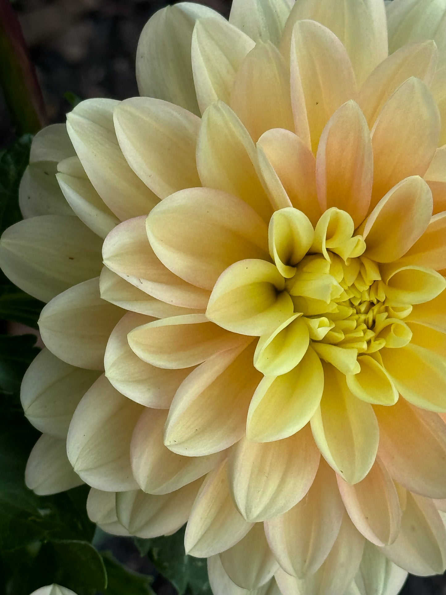 Day Dreamer Dahlia