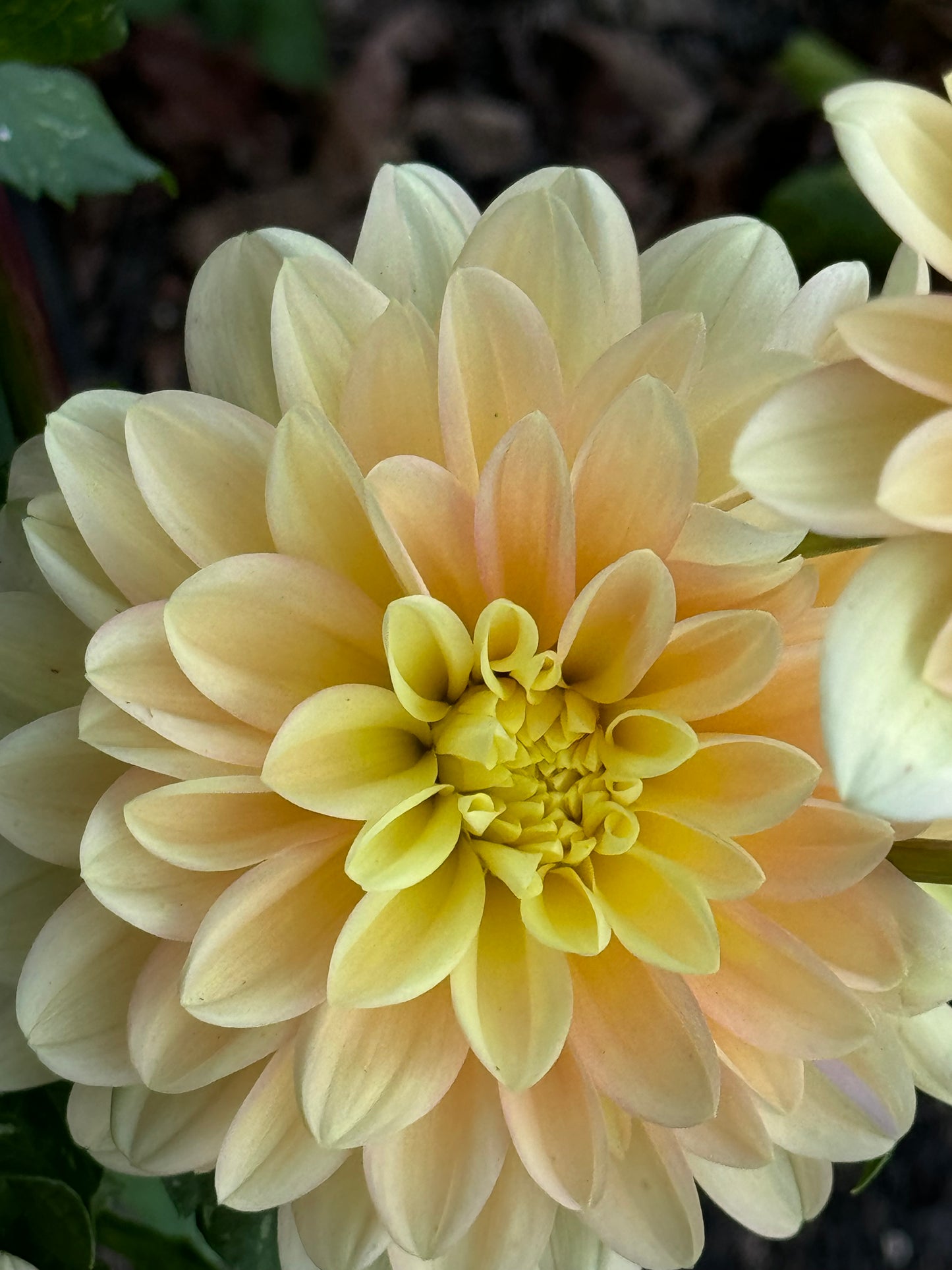 Day Dreamer Dahlia