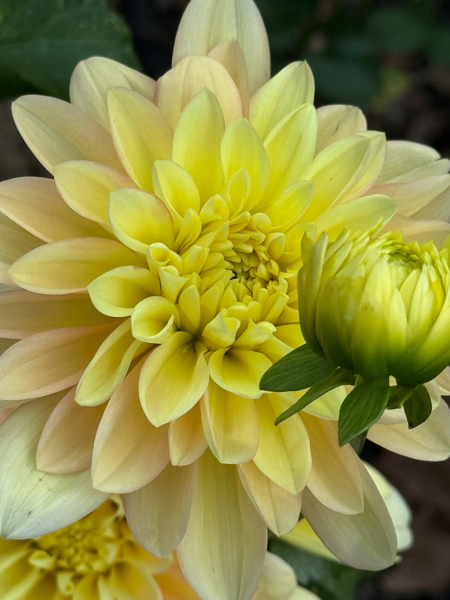 Day Dreamer Dahlia