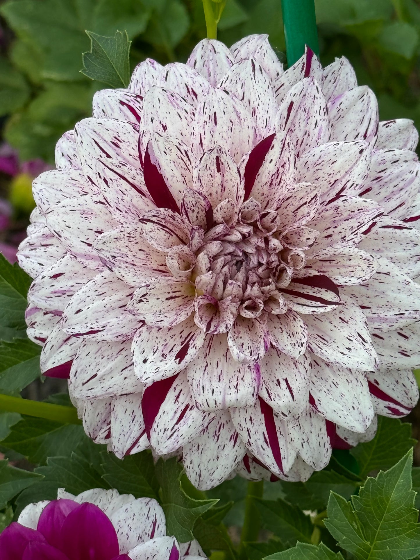 Bristol Fleck Dahlia