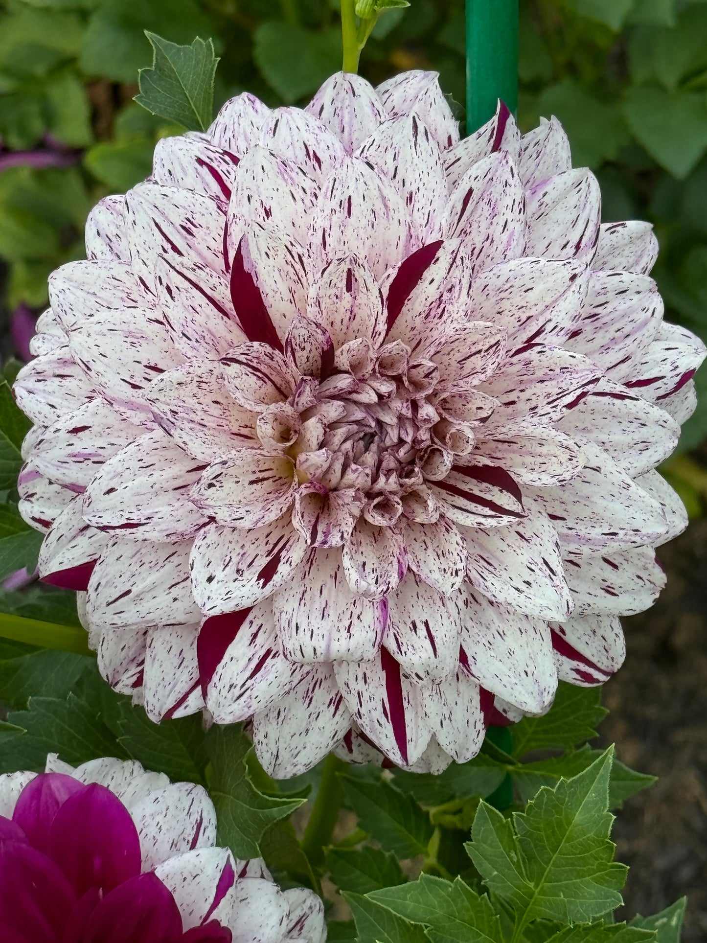 Bristol Fleck Dahlia